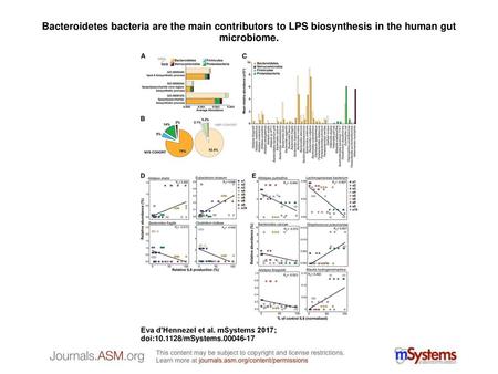 Bacteroidetes bacteria are the main contributors to LPS biosynthesis in the human gut microbiome. Bacteroidetes bacteria are the main contributors to LPS.