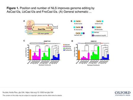 Figure 1. Position and number of NLS improves genome editing by AsCas12a, LbCas12a and FnoCas12a. (A) General schematic ... Figure 1. Position and number.