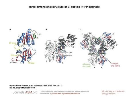 Three-dimensional structure of B. subtilis PRPP synthase.