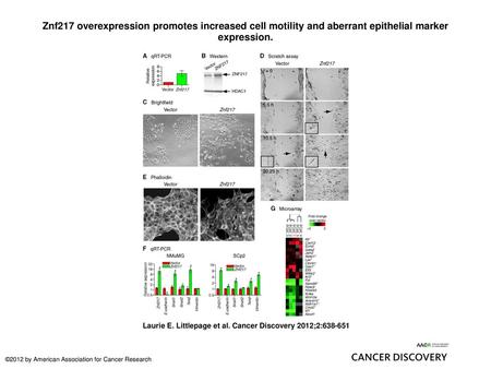 Znf217 overexpression promotes increased cell motility and aberrant epithelial marker expression. Znf217 overexpression promotes increased cell motility.