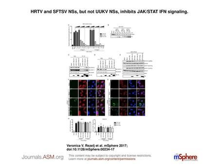 HRTV and SFTSV NSs, but not UUKV NSs, inhibits JAK/STAT IFN signaling.