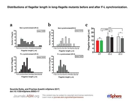 Distributions of flagellar length in long-flagella mutants before and after F-L synchronization. Distributions of flagellar length in long-flagella mutants.