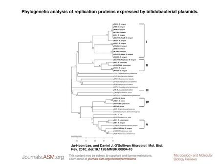 Phylogenetic analysis of replication proteins expressed by bifidobacterial plasmids. Phylogenetic analysis of replication proteins expressed by bifidobacterial.