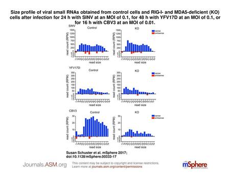 Size profile of viral small RNAs obtained from control cells and RIG-I- and MDA5-deficient (KO) cells after infection for 24 h with SINV at an MOI of 0.1,
