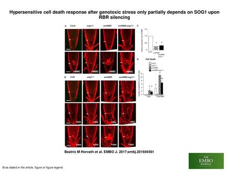 Hypersensitive cell death response after genotoxic stress only partially depends on SOG1 upon RBR silencing Hypersensitive cell death response after genotoxic.