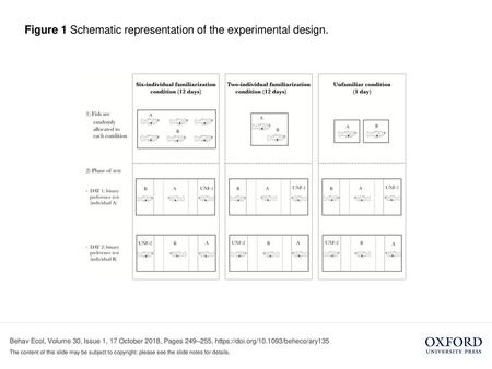 Figure 1 Schematic representation of the experimental design.