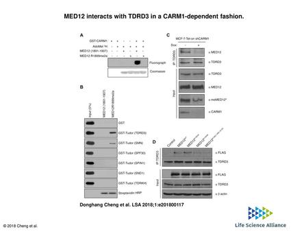 MED12 interacts with TDRD3 in a CARM1-dependent fashion.