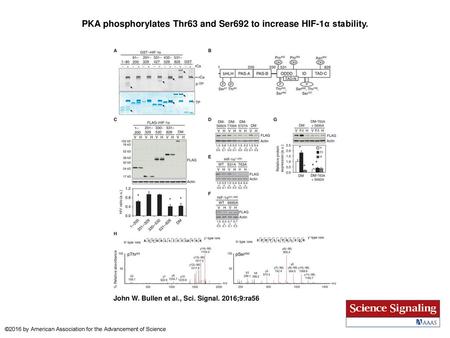 PKA phosphorylates Thr63 and Ser692 to increase HIF-1α stability.