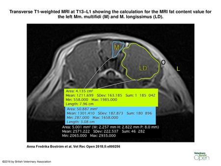 Transverse T1-weighted MRI at T13–L1 showing the calculation for the MRI fat content value for the left Mm. multifidi (M) and M. longissimus (LD). Transverse.