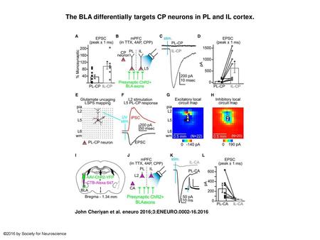 The BLA differentially targets CP neurons in PL and IL cortex.