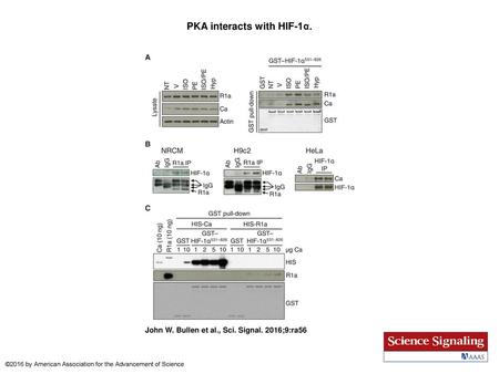 PKA interacts with HIF-1α.