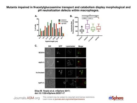 Mutants impaired in N-acetylglucosamine transport and catabolism display morphological and pH neutralization defects within macrophages. Mutants impaired.