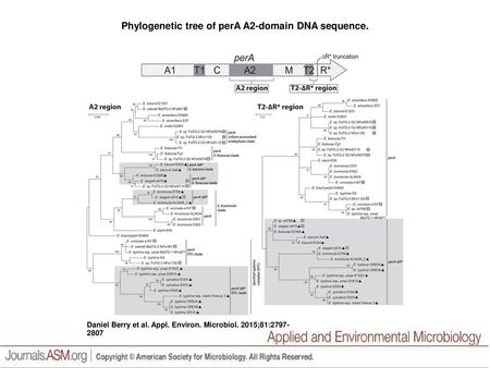 Phylogenetic tree of perA A2-domain DNA sequence.
