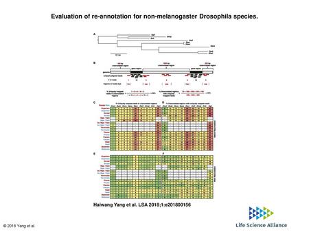Evaluation of re-annotation for non-melanogaster Drosophila species.
