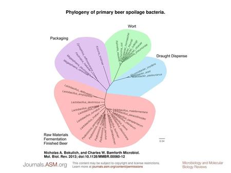 Phylogeny of primary beer spoilage bacteria.