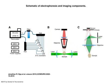 Schematic of electrophoresis and imaging components.