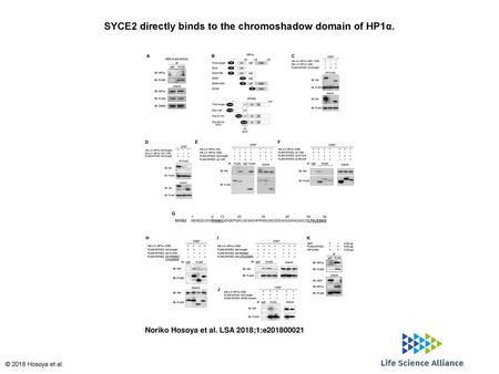 SYCE2 directly binds to the chromoshadow domain of HP1α.