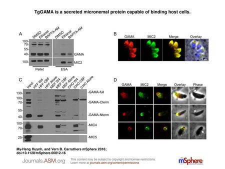 TgGAMA is a secreted micronemal protein capable of binding host cells.