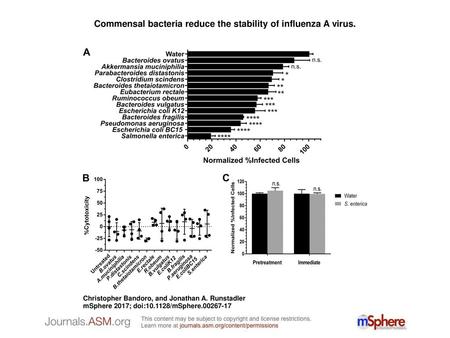 Commensal bacteria reduce the stability of influenza A virus.