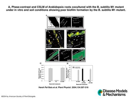 A, Phase-contrast and CSLM of Arabidopsis roots cocultured with the B