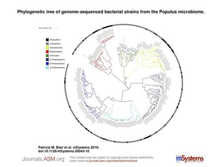 Phylogenetic tree of genome-sequenced bacterial strains from the Populus microbiome. Phylogenetic tree of genome-sequenced bacterial strains from the Populus.