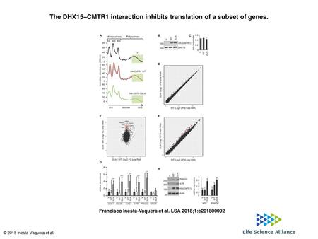 The DHX15–CMTR1 interaction inhibits translation of a subset of genes.