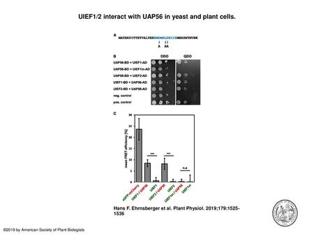 UIEF1/2 interact with UAP56 in yeast and plant cells.
