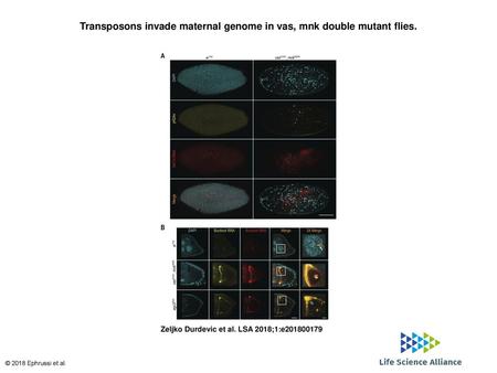 Transposons invade maternal genome in vas, mnk double mutant flies.