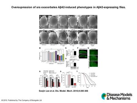 Overexpression of sra exacerbates Aβ42-induced phenotypes in Aβ42-expressing flies. Overexpression of sra exacerbates Aβ42-induced phenotypes in Aβ42-expressing.