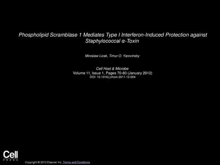 Phospholipid Scramblase 1 Mediates Type I Interferon-Induced Protection against Staphylococcal α-Toxin  Miroslaw Lizak, Timur O. Yarovinsky  Cell Host.