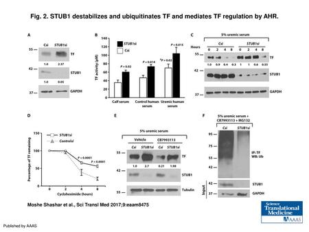 Fig. 2. STUB1 destabilizes and ubiquitinates TF and mediates TF regulation by AHR. STUB1 destabilizes and ubiquitinates TF and mediates TF regulation by.