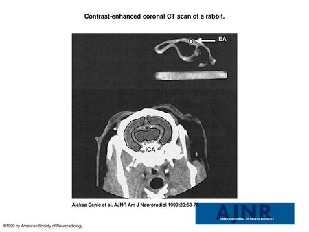 Contrast-enhanced coronal CT scan of a rabbit.