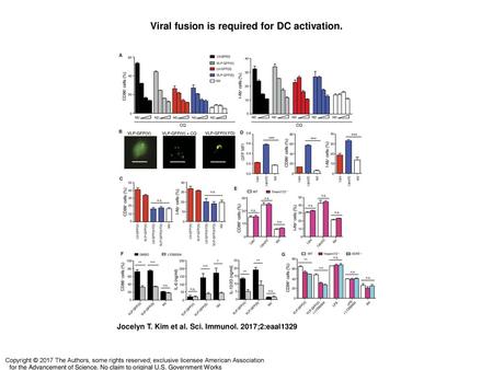 Viral fusion is required for DC activation.