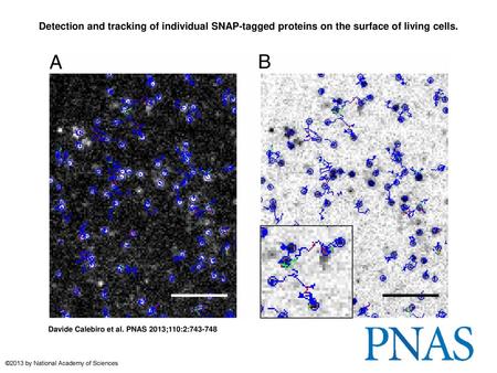 Detection and tracking of individual SNAP-tagged proteins on the surface of living cells. Detection and tracking of individual SNAP-tagged proteins on.