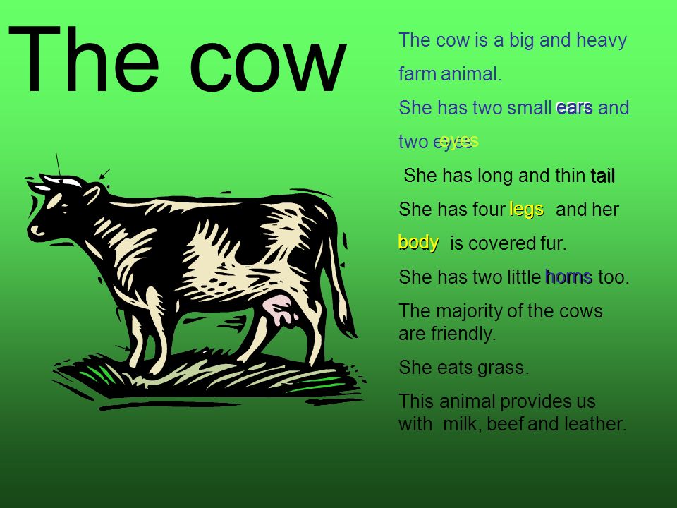 The cow The cow is a big and heavy farm animal. - ppt video online download