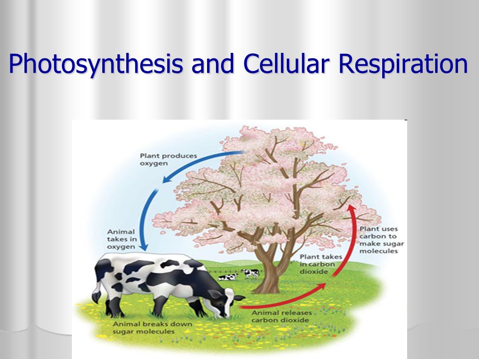 Photosynthesis and Cellular Respiration - ppt video online download