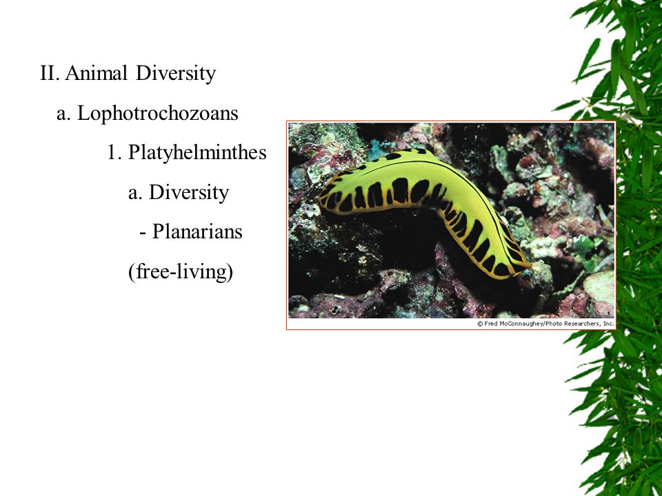 II. Animal Diversity a. Lophotrochozoans 1. Platyhelminthes a. Diversity -  Planarians (free-living) - ppt download