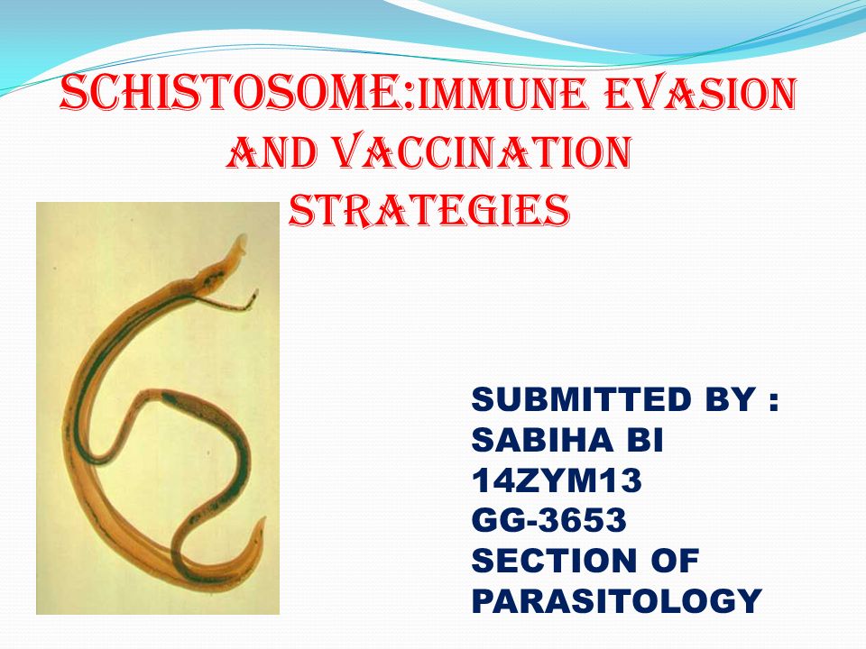 schistosomiasis és gmat betegség