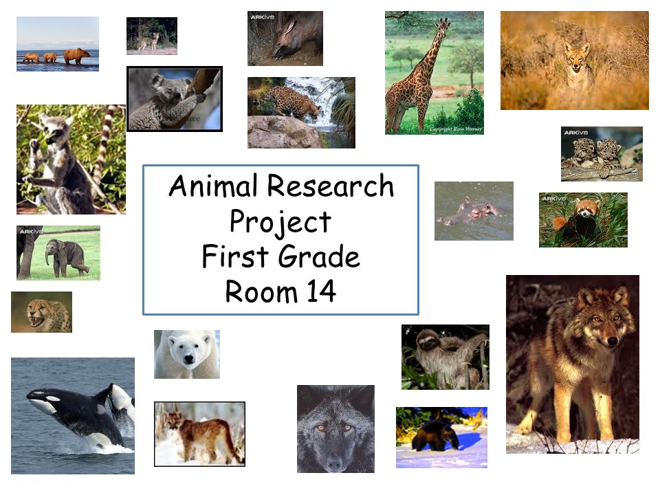 Animal Research Project First Grade Room 14. Wolverine by Matthew Crispi  The wolverine eats frozen chunks of meat sometimes. It licks and gnaws the  meat. - ppt download