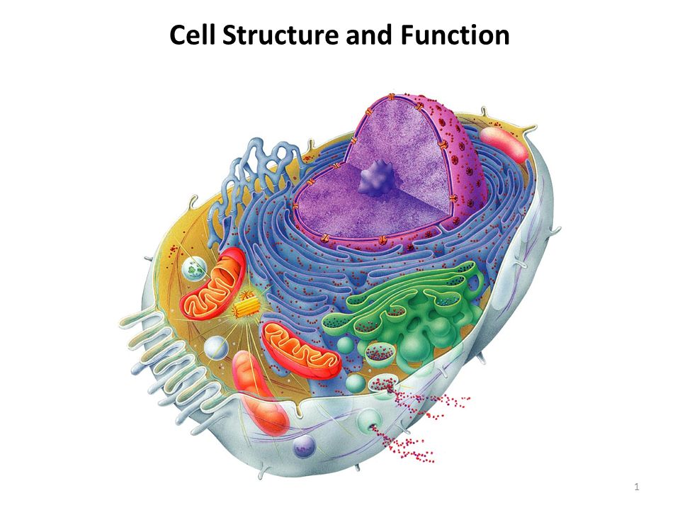 Cell Structure and Function 1. Introduction  cell is the structural  and functional unit of all living organisms.  human cells originate  from. - ppt download