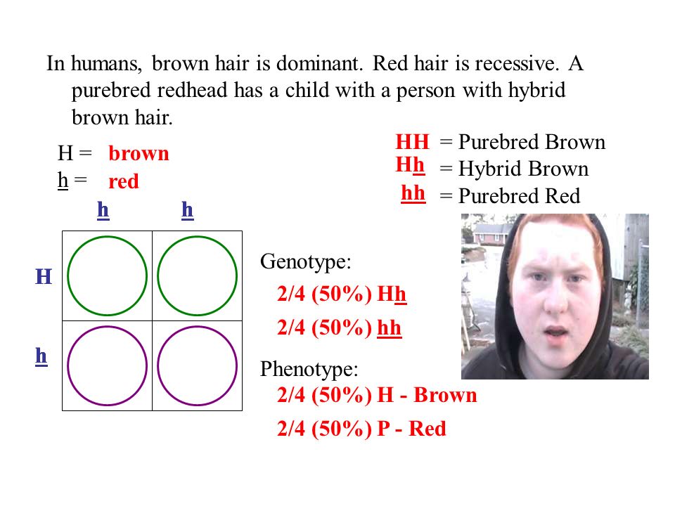 In humans, brown hair is dominant. Red hair is recessive. A purebred  redhead has a child with a person with hybrid brown hair. = Purebred Brown  = Hybrid. - ppt download
