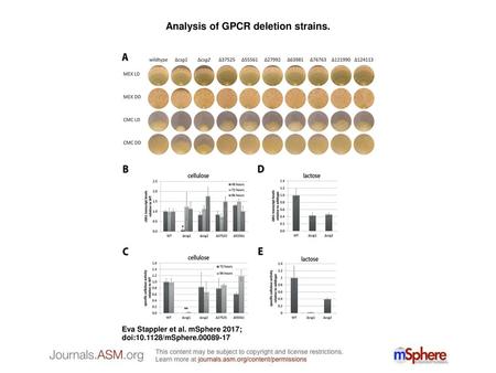 Analysis of GPCR deletion strains.