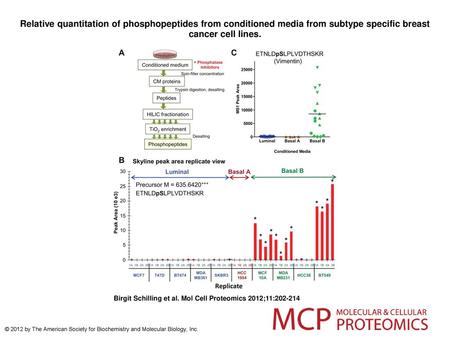 Relative quantitation of phosphopeptides from conditioned media from subtype specific breast cancer cell lines. Relative quantitation of phosphopeptides.