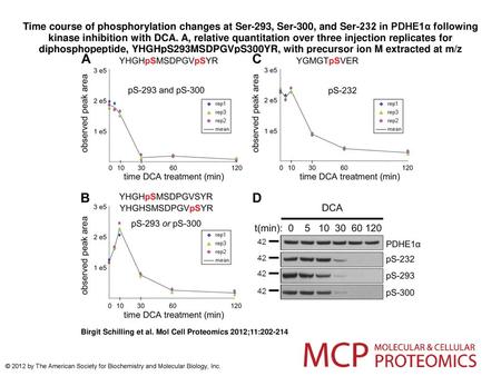 Time course of phosphorylation changes at Ser-293, Ser-300, and Ser-232 in PDHE1α following kinase inhibition with DCA. A, relative quantitation over three.