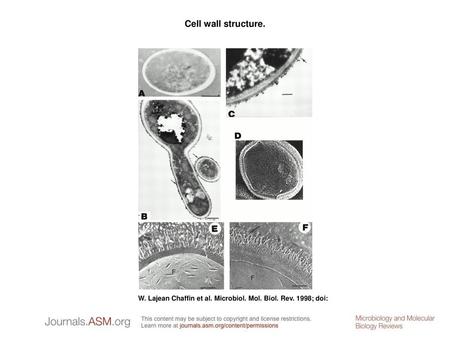 Cell wall structure. Cell wall structure. (A) Transmission electron micrograph of a section of a C. albicans cell prepared by freeze-substitution, showing.