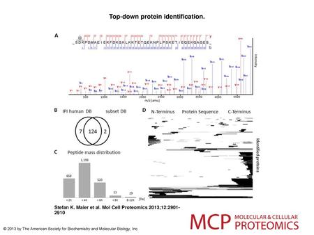 Top-down protein identification.