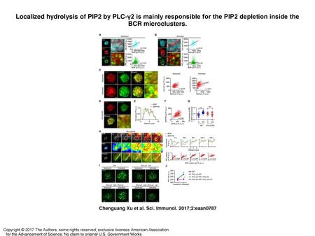 Localized hydrolysis of PIP2 by PLC-γ2 is mainly responsible for the PIP2 depletion inside the BCR microclusters. Localized hydrolysis of PIP2 by PLC-γ2.