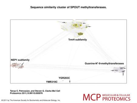 Sequence similarity cluster of SPOUT methyltransferases.