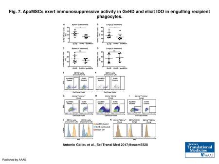 Fig. 7. ApoMSCs exert immunosuppressive activity in GvHD and elicit IDO in engulfing recipient phagocytes. ApoMSCs exert immunosuppressive activity in.