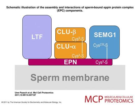 Schematic illustration of the assembly and interactions of sperm-bound eppin protein complex (EPC) components. Schematic illustration of the assembly and.